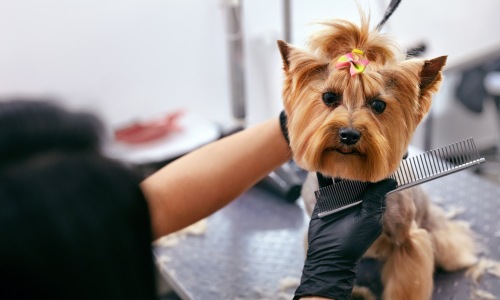 Pet Amenities Cover Image