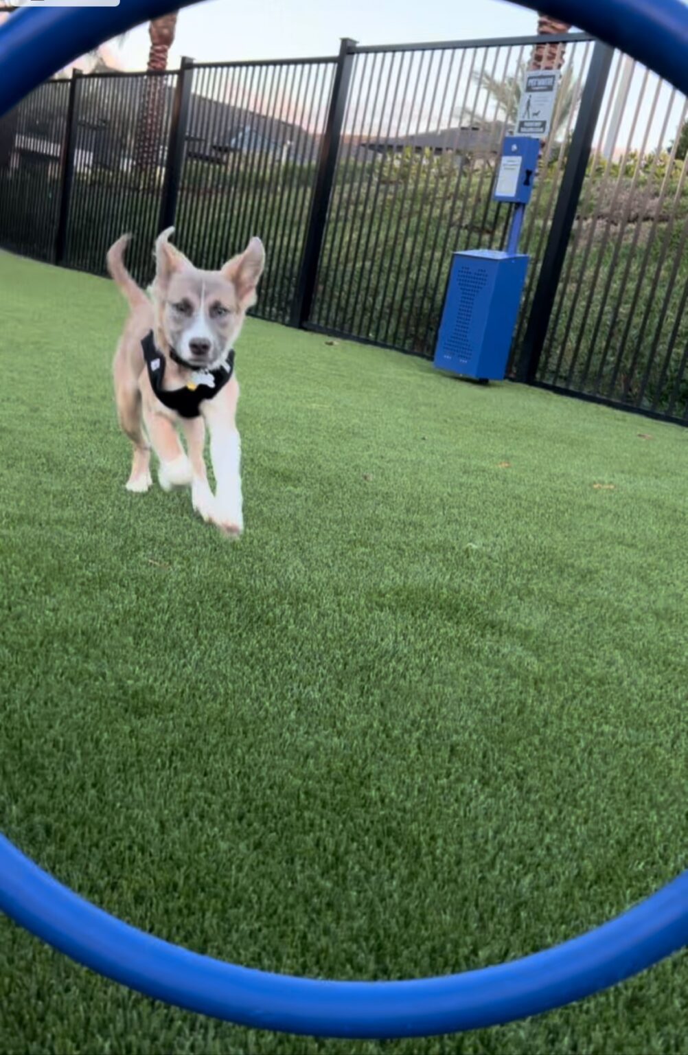 Young puppy at dog park